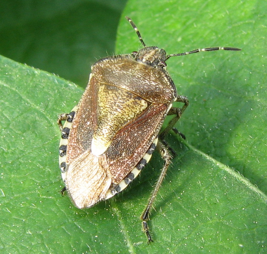 Holcostethus sphacelatus?